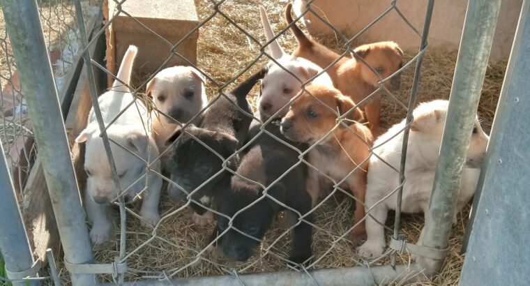 Free Labrador Puppies!