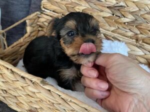 Teacup Yorkie available both male and female.