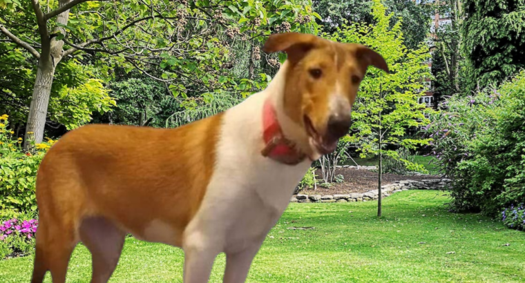 Smooth Collie puppies