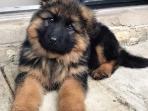 Male and Female German Shepherd Puppies ready