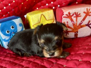 Yorkshire Terrier FOR SALE