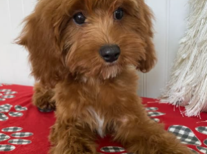 Cavapoo puppy for sale in Dallas, TX