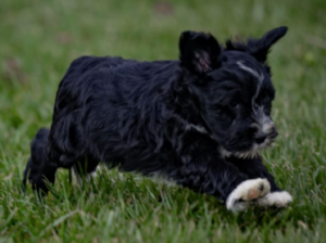 Schnauzer Miniature puppy for sale in Honey Brook
