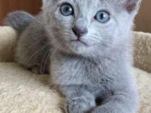 cute and adorable Russian blue kittens available