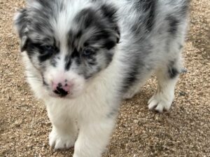 Australian Shepherd Puppies For Sale