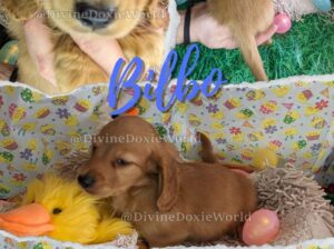 AKC Longhaired Male Dachshund Puppies