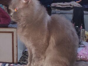 Persian Male Cat ( Adult ) 18 months