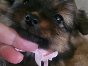 pomeranian toy and teacup size