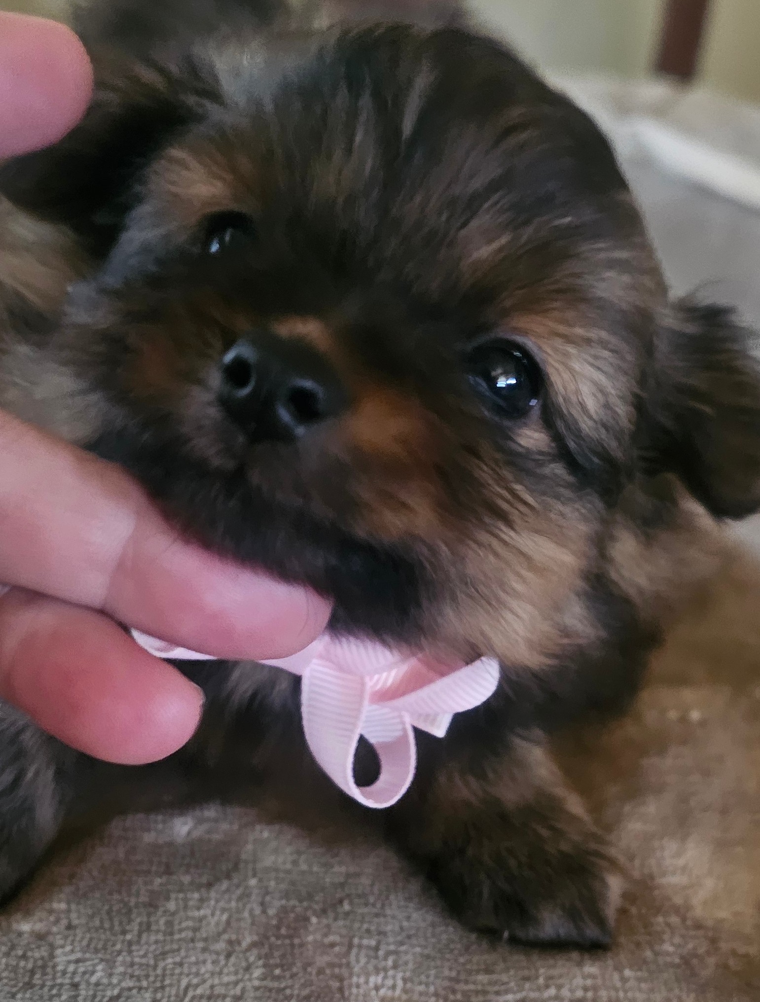 pomeranian toy and teacup size