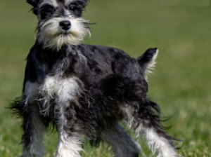 Schnauzer Miniature puppy for slae in Mifflinburg