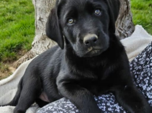 Labrador Retriever puppy for sale in Honey Brook