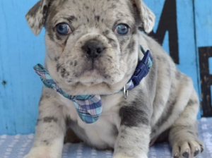 Adorable French Bulldog Puppies for Sale in Mil-OH