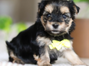 Tango puppy for sale in Baltic, OH