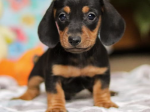 Dachshund Miniature puppy for sale in Berlin, OH