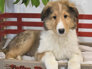 Collie puppy for sale in Plymouth, OH