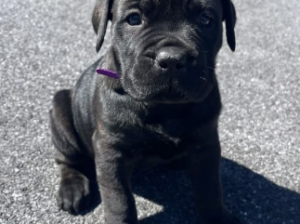 Cane Corso puppy for sale in New Holland, PA