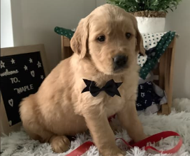 Golden Retriever puppy for sale in Baltic, OH, USA