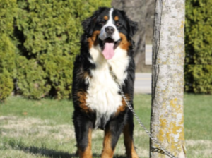 Bernese Mountain Dog for sale in Wellman, IA