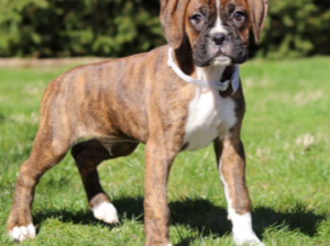 Boxer puppy for sale in Fresno, OH