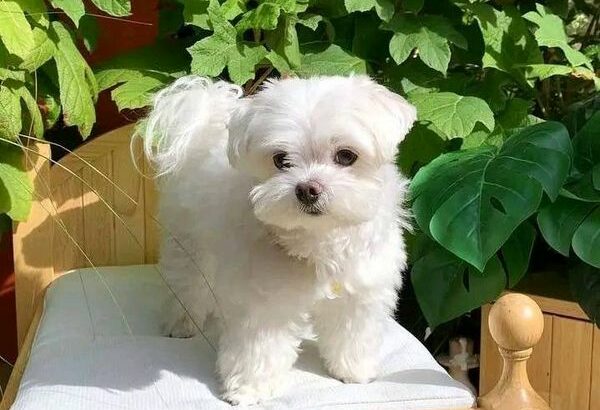 Maltese Puppy available