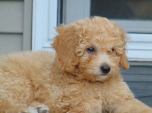 Indiana Goldendoodle Puppies: Sale Now!