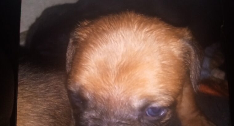 puppies for sale BOXER MIX WITH COLLIN