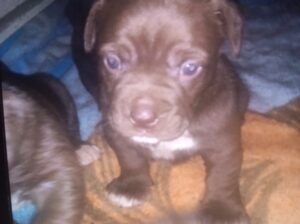 puppies for sale BOXER MIX WITH COLLIN
