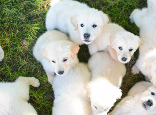 Explore White Golden Retriever Puppies in Indiana