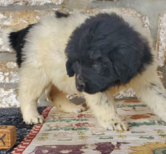Newfoundland puppy for sale in East Waterford, PA