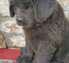 Newfoundland puppy for sale in East Waterford, PA