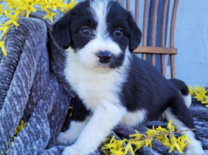 Border Collie puppy for sale in Bethel, PA