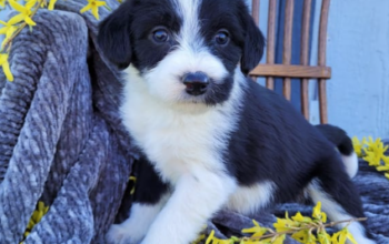 Border Collie puppy for sale in Bethel, PA