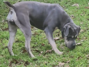 Cane Corso for sale in Winston-Salem, NC