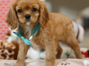 Cavalier King Charles Spaniel for sale in Sugr, OH