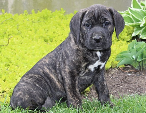 Handsome Cane Corso Puppy Ready for Adoption