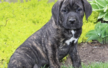 Handsome Cane Corso Puppy Ready for Adoption
