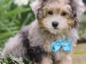 Adorable Maltipoo Benji: Ready for Cuddles in Mill