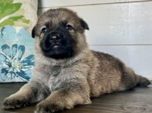 Meet Dallas: Friendly AKC German Shepherd Puppy!