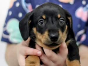 Active Adorable: Meet Avery, Mini Dachshund in PA