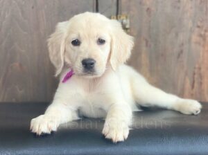 Golden Retriever Puppy Tennessee