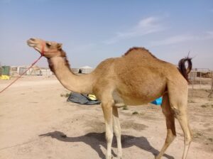 Camel Gelding For Adoption To A Good Home