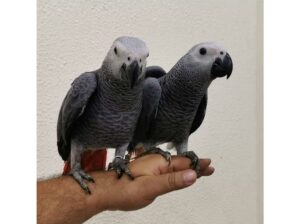 Flawless pair of African grey Congos