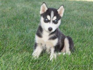 Blue eyes siberian husky puppies for a good mom