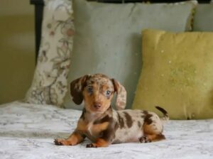 Miniature dachshund akc | Mini Dachshund puppy for