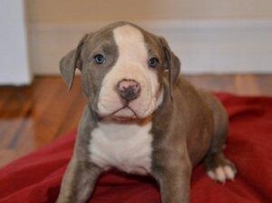 American pitbull puppies for a good home