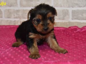 Our cute Yorkie puppies now available