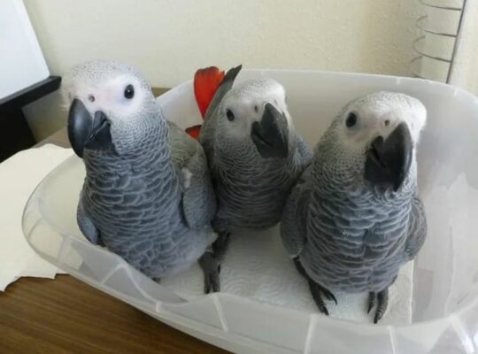 cute African grey parrots set to go now