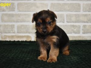 cute Yorkie puppies set for new homes