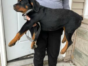 Adorable Rottweiler puppies available for ado