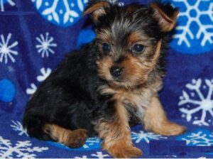 cute yorkie puppies for a good mom